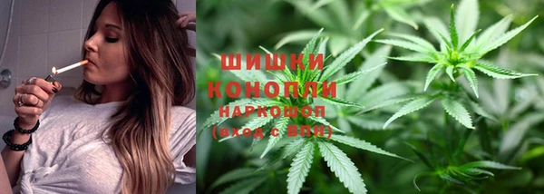 сатива Каменногорск